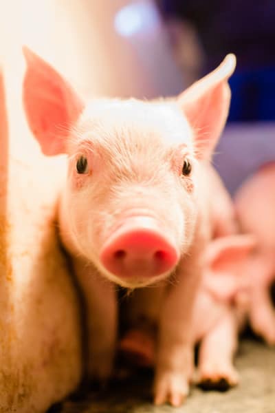 Home Runs Fighting Hunger Baby Pig Farm