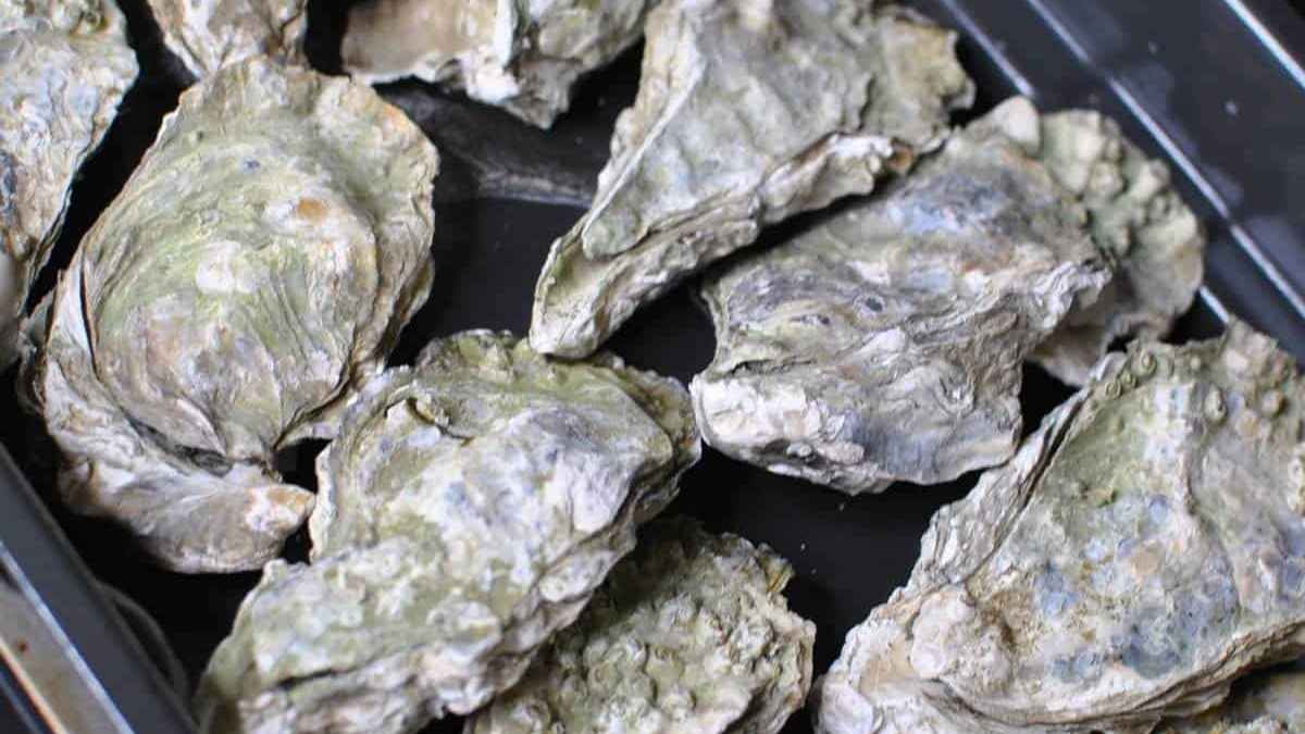 Air Fryer Oysters.
